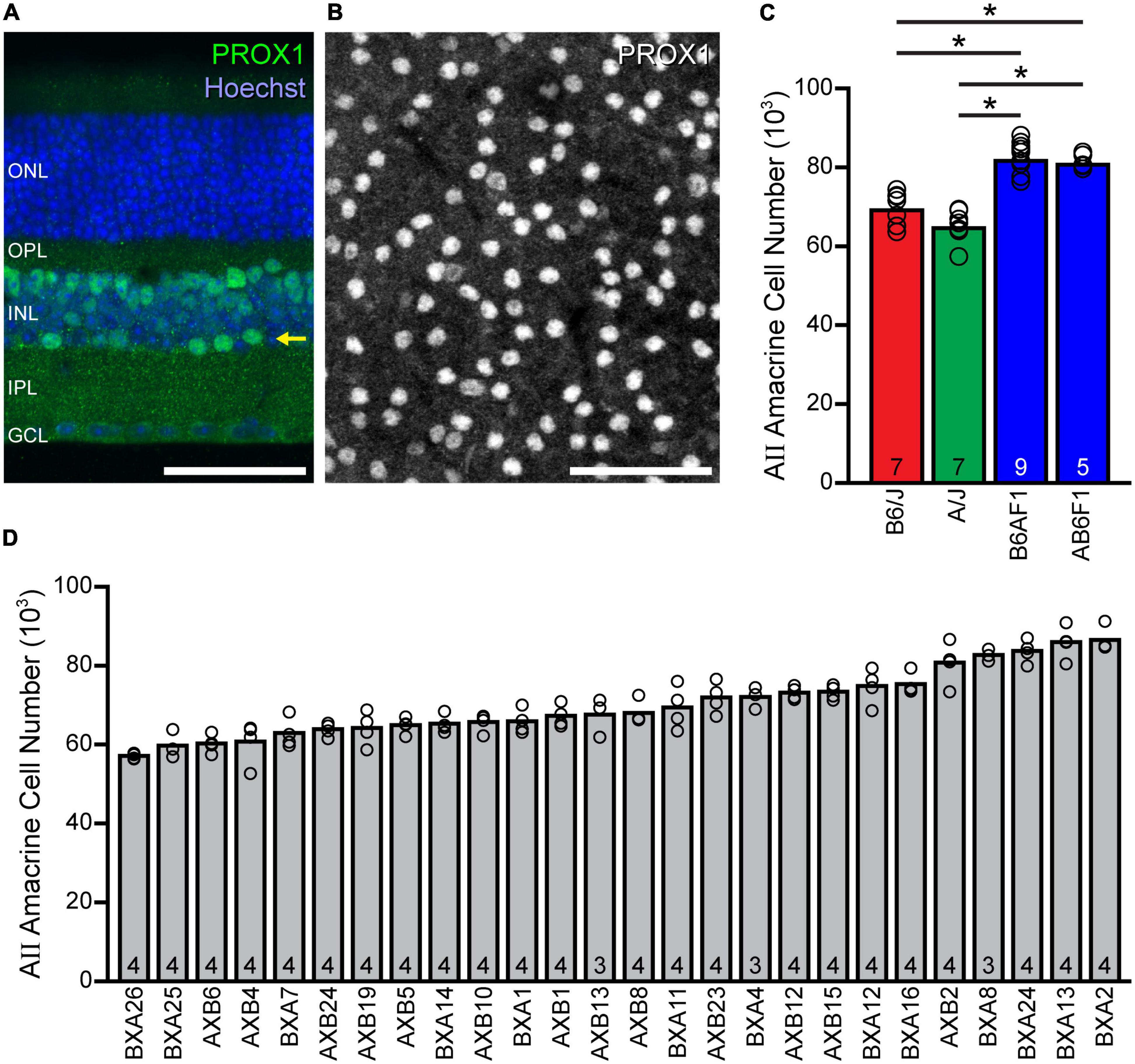 Quantitative trait loci on chromosomes 9 and 19 modulate AII amacrine cell number in the mouse retina